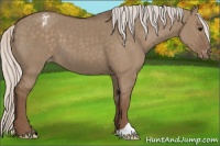 Horse Color:Silver Grullo Appaloosa 