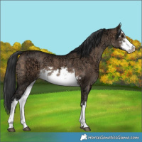 Horse Color:White Spotted Brown Ice Dun 
