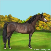 Horse Color:Brown Rabicano 