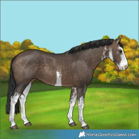 Horse Color:White Spotted Brown Dun Rabicano 