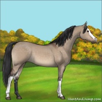 Horse Color:White Spotted Bay Dun 