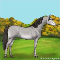 Horse Color:Platinum Liver Red Dun 