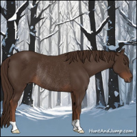 Horse Color:Liver Chestnut Rabicano 