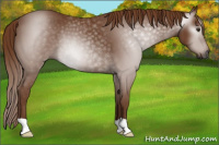 Horse Color:Gray Chestnut Rabicano 