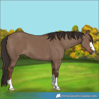 Horse Color:Liver Red Dun