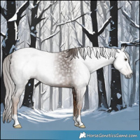 Horse Color:Gray Chestnut 