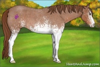 Horse Color:White Spotted Red Roan 
