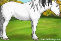 Horse Color:Brown Appaloosa