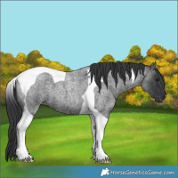 Horse Color:Blue Roan Tobiano 