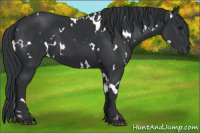 Horse Color:White Spotted Black 