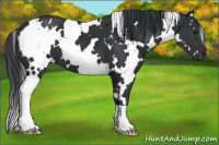 Horse Color:White Spotted Black 