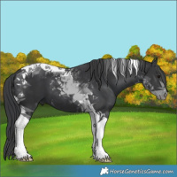 Horse Color:Black Tobiano 