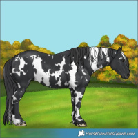 Horse Color:White Spotted Black 