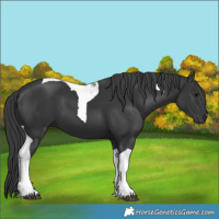 Horse Color:Black Tobiano 