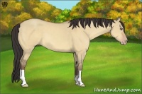 Horse Color:Amber Champagne Dun 