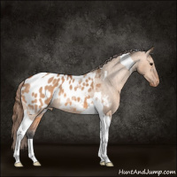 Horse Color:Bay Dun Tobiano Appaloosa 