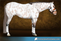 Horse Color:Bay Roan Near Leopard
