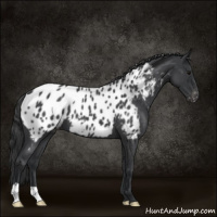 Horse Color:Blue Roan Near Leopard 