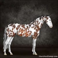Horse Color:Brown Roan Splash Appaloosa