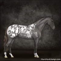 Horse Color:Smoky Blue Roan Appaloosa 