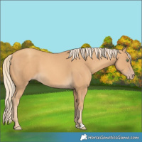 Horse Color:Gold Cream Champagne 