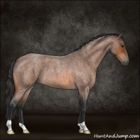 Horse Color:Bay Roan 
