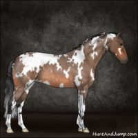 Horse Color:White Spotted Bay Roan 