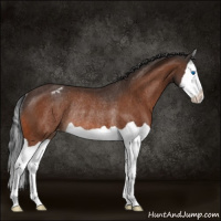 Horse Color:Brown Splash Appaloosa Rabicano 
