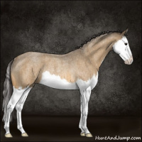 Horse Color:Buckskin Roan Sabino Splash Rabicano 