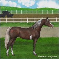 Horse Color:Silver Brown Splash Tobiano Rabicano 