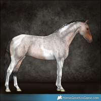 Horse Color:Brown Roan Tobiano Rabicano