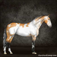 Horse Color:Gray White Spotted Buckskin Frame 