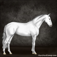 Horse Color:Gray Buckskin Roan Splash Tobiano Appaloosa