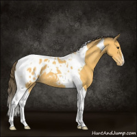 Horse Color:Buckskin Tobiano Appaloosa