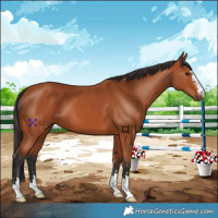 Horse Color:Bay 