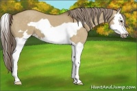 Horse Color:Chocolate Palomino Dun Splash Frame