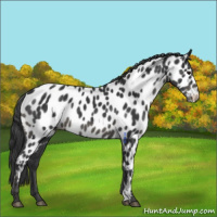Horse Color:Black Appaloosa 