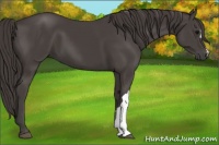 Horse Color:Smoky Black 