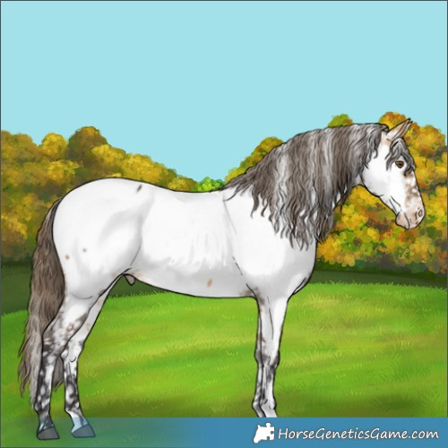 Horse Color:Buckskin Appaloosa