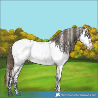 Horse Color:Buckskin Appaloosa 