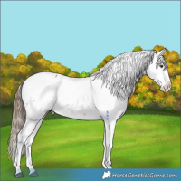 Horse Color:Buckskin Appaloosa 