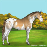 Horse Color:Buckskin Splash Blanket 