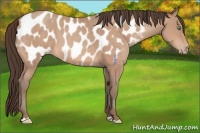 Horse Color:Amber Champagne Appaloosa 