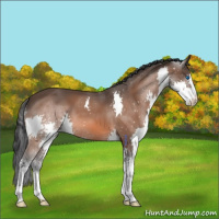 Horse Color:Brown Splash 