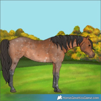 Horse Color:Bay 