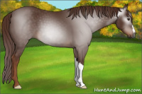 Horse Color:Gray Chestnut 
