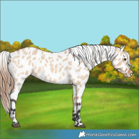Horse Color:Bay Roan Dun Appaloosa 