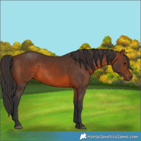 Horse Color:Brown 