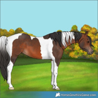 Horse Color:Brown Tobiano 