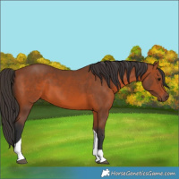 Horse Color:Bay Tobiano 